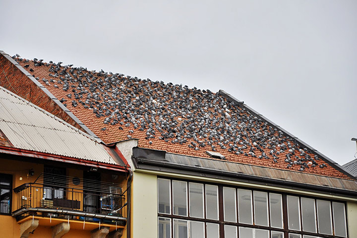 A2B Pest Control are able to install spikes to deter birds from roofs in Bitton. 