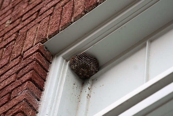 We provide a wasp nest removal service for domestic and commercial properties in Bitton.
